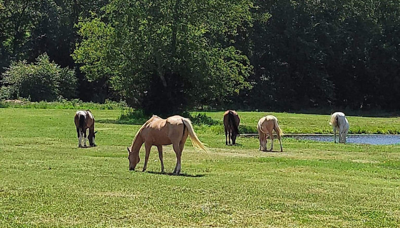 Introducing Wild Heart Ranch Texas: Our First Radio Ad!